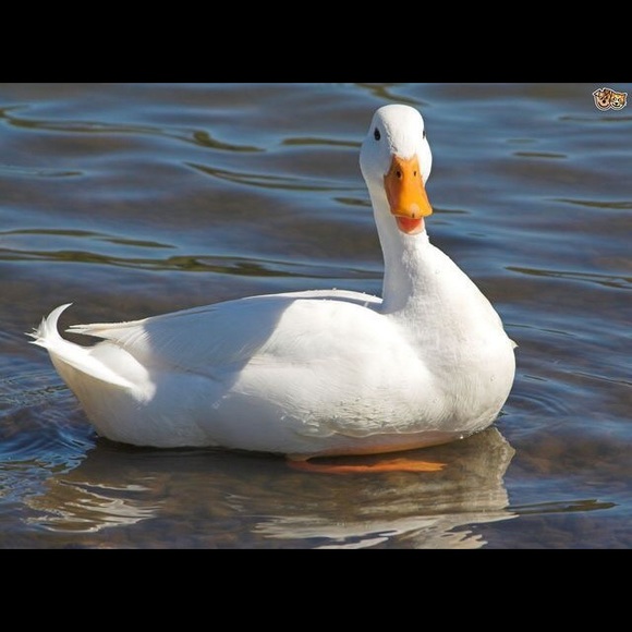 Meet your Posher, Lisa - Picture 1 of 1